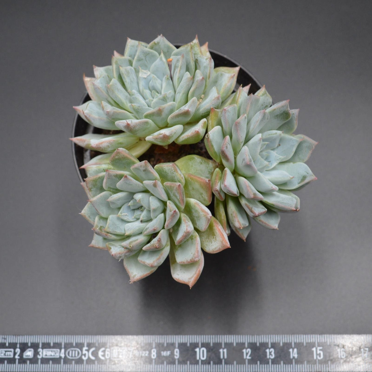 Echeveria cuspidata x halbingeri Cluster