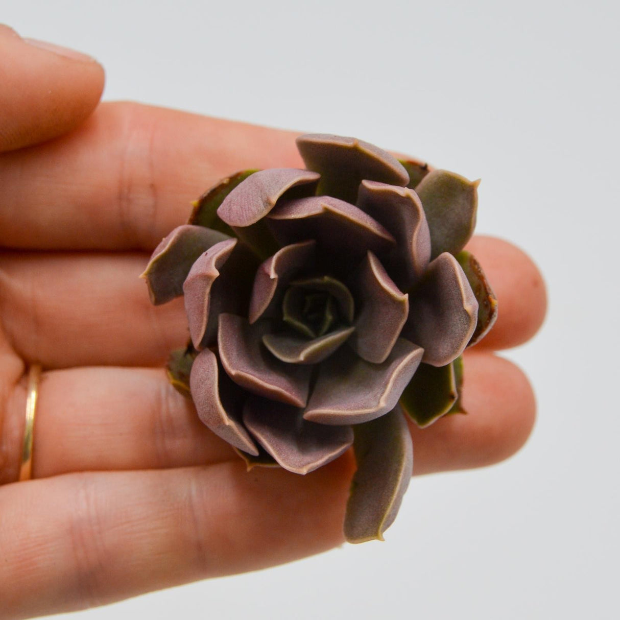 Echeveria Rollercoaster