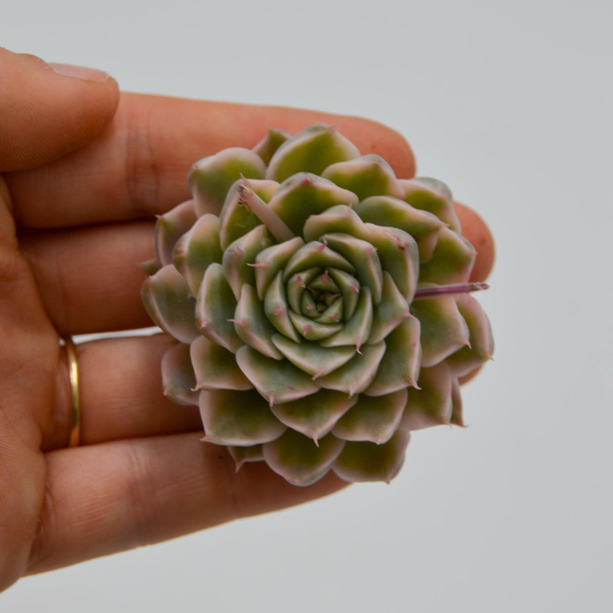 Echeveria halbingeri f. variegata
