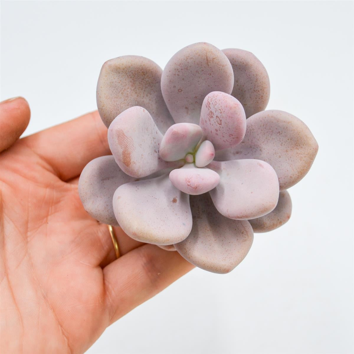 Graptopetalum Amethystinum
