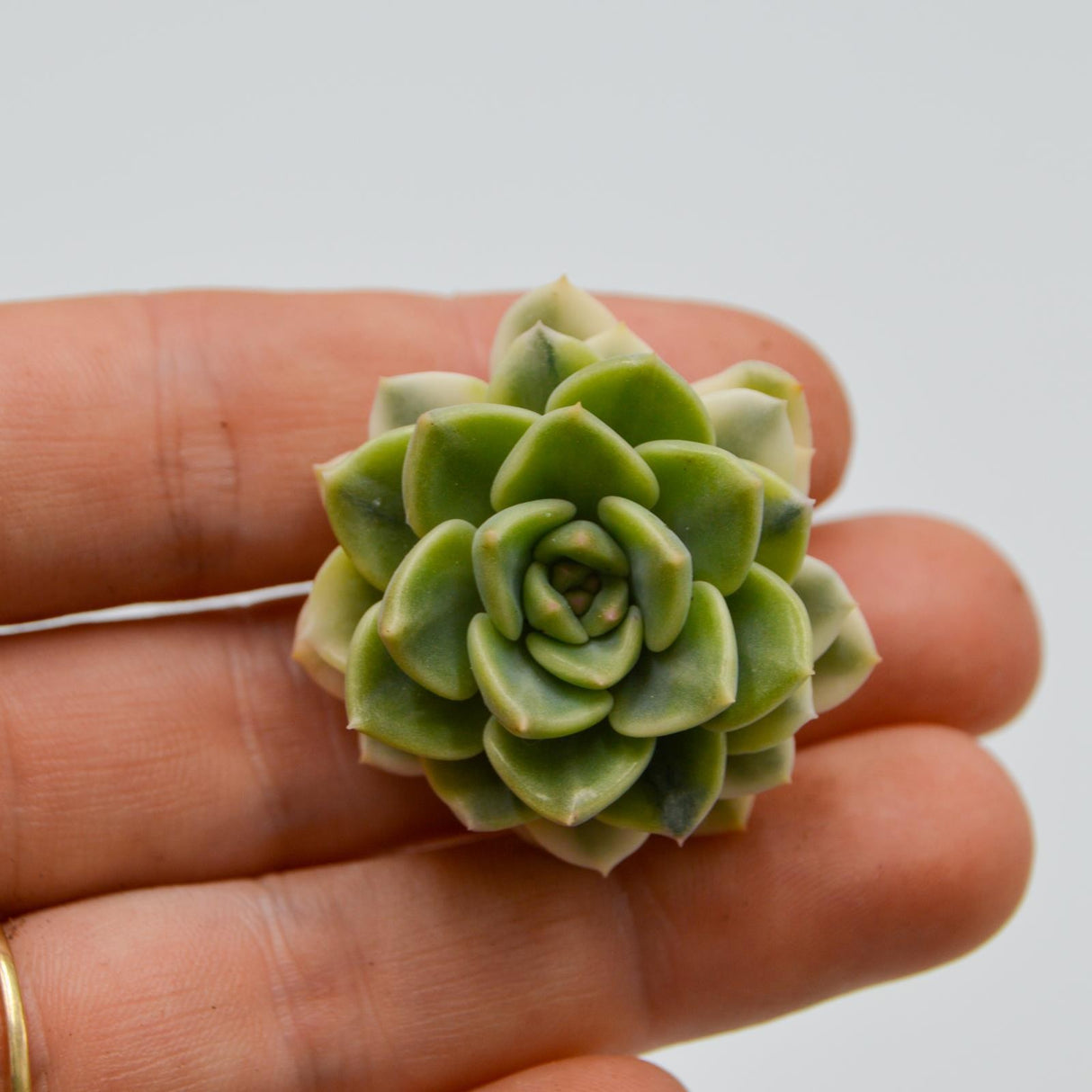 Echeveria Tinkerbell f. variegata