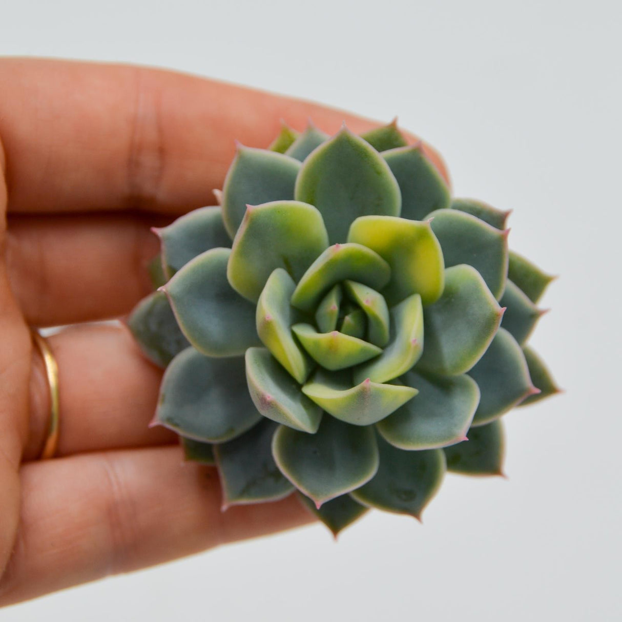 Echeveria Fun Queen