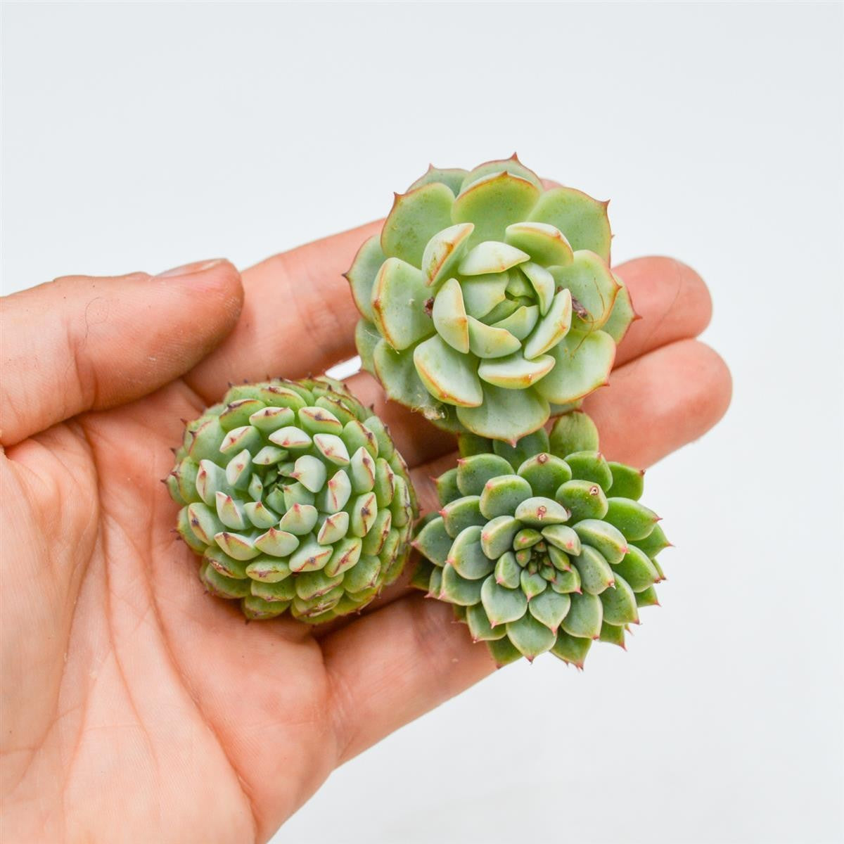 Set: E. Green Paw, E. derenbergii, E. Siberia
