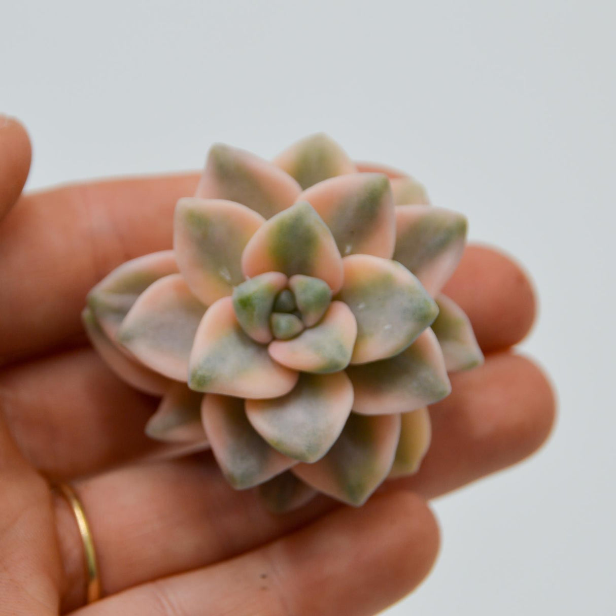Graptoveria titubans f. variegata