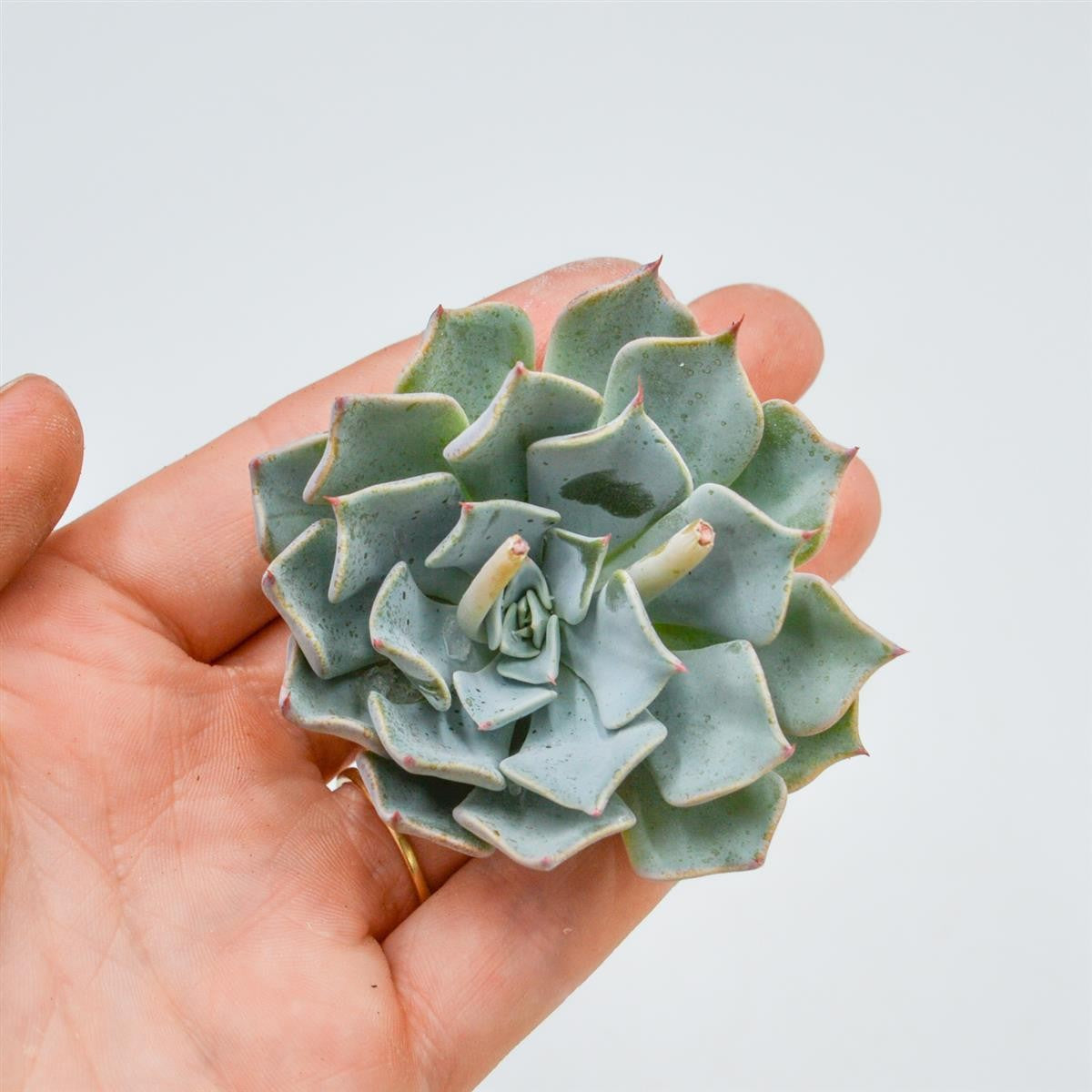 Echeveria sp. Real de Catorse
