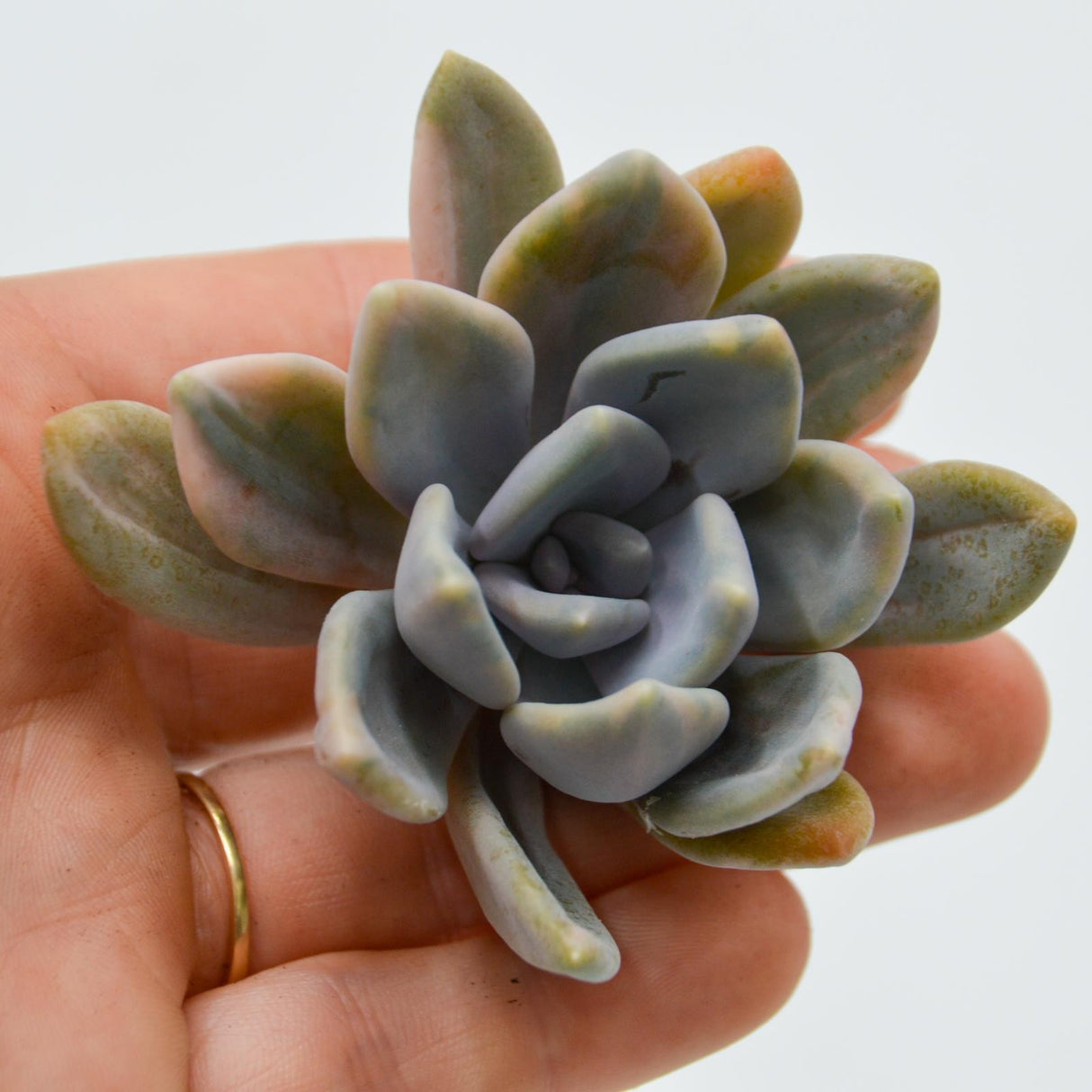 Graptoveria pachyphytoides  f. variegata