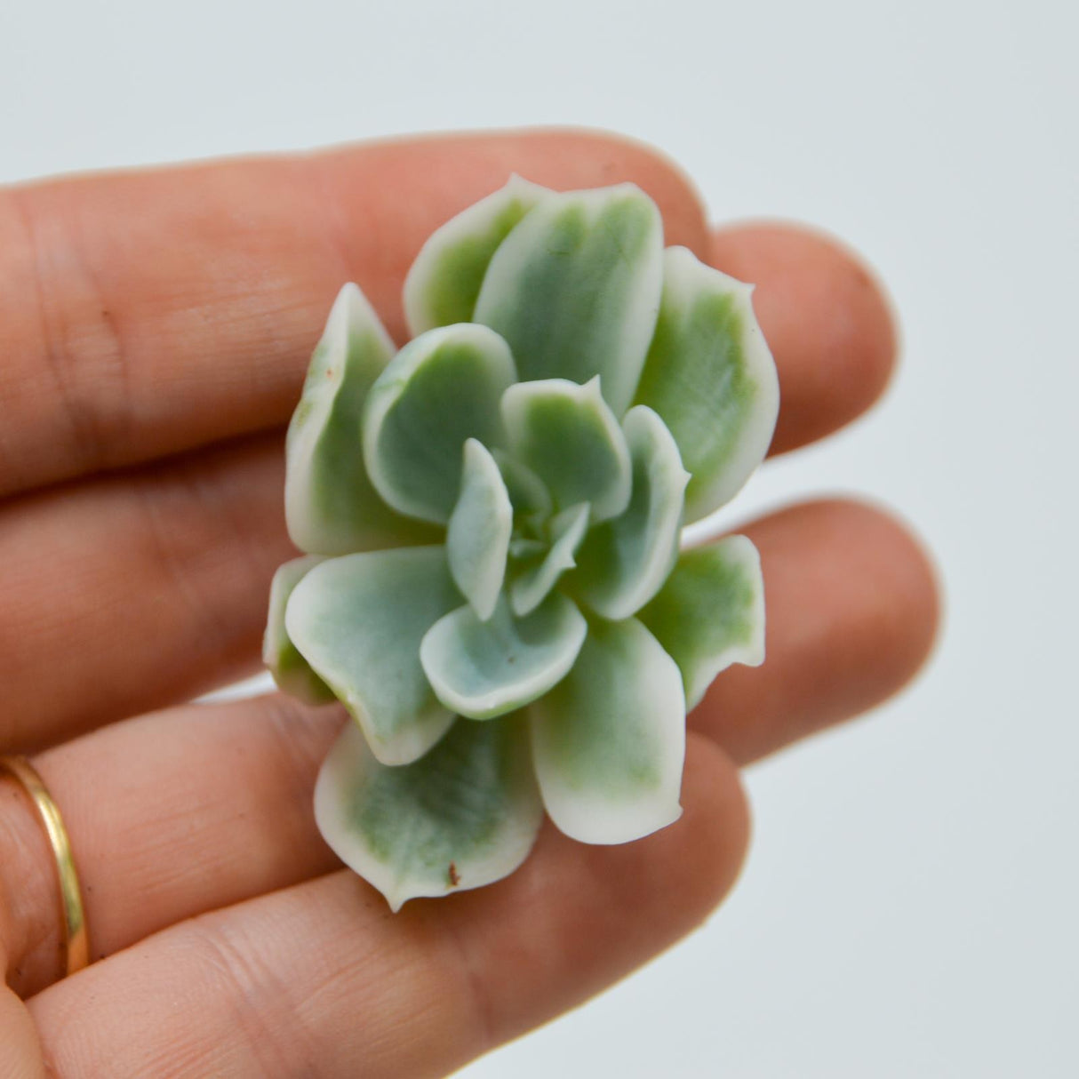 Echeveria Lemon Rose