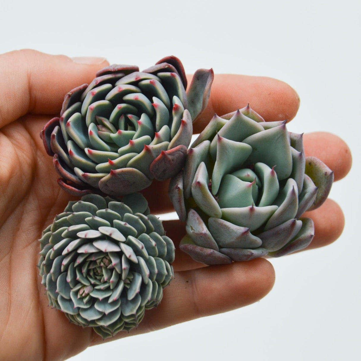 Set: E. Blue Minima, E. colorata, E. Pinwheel