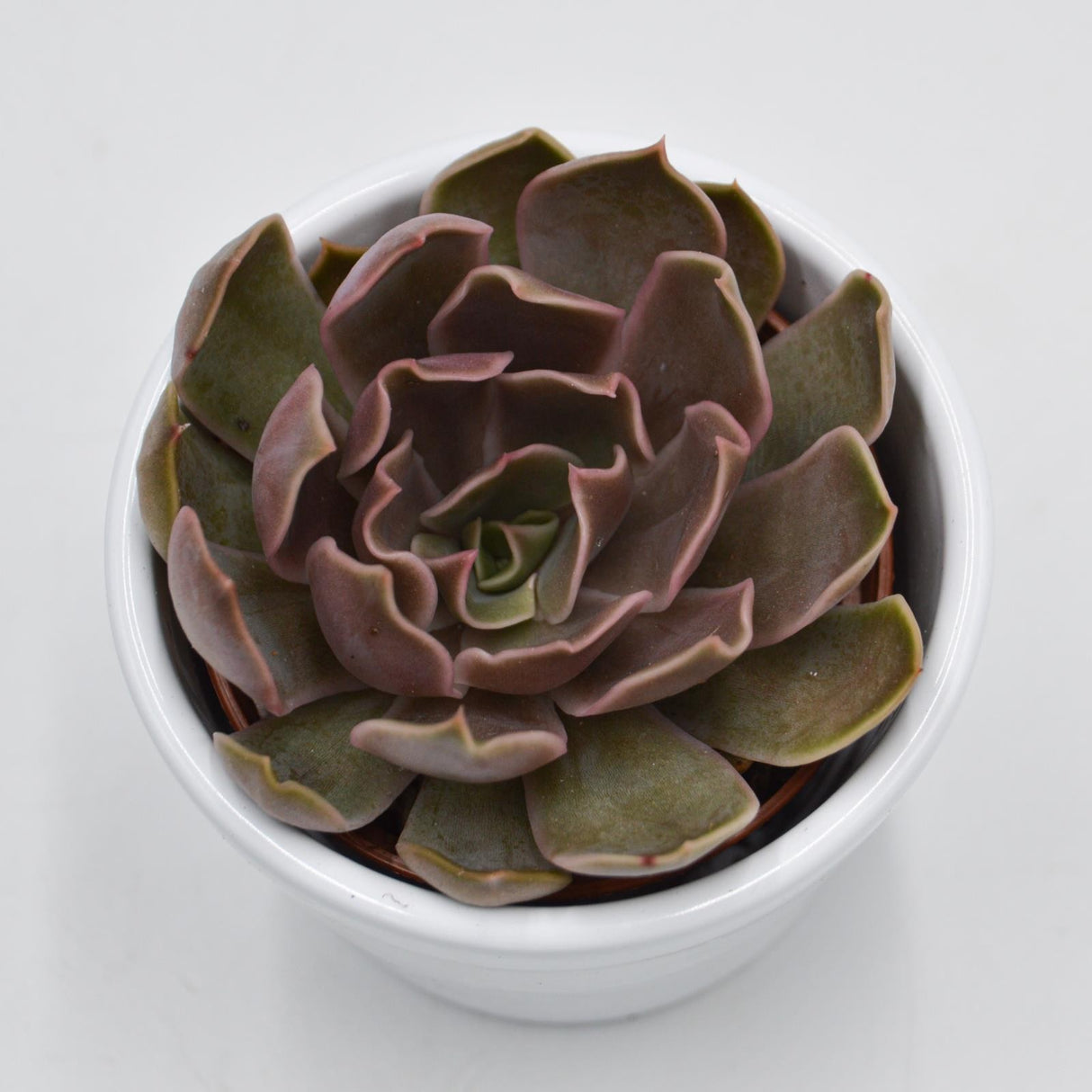 Echeveria Kisses - 6cm