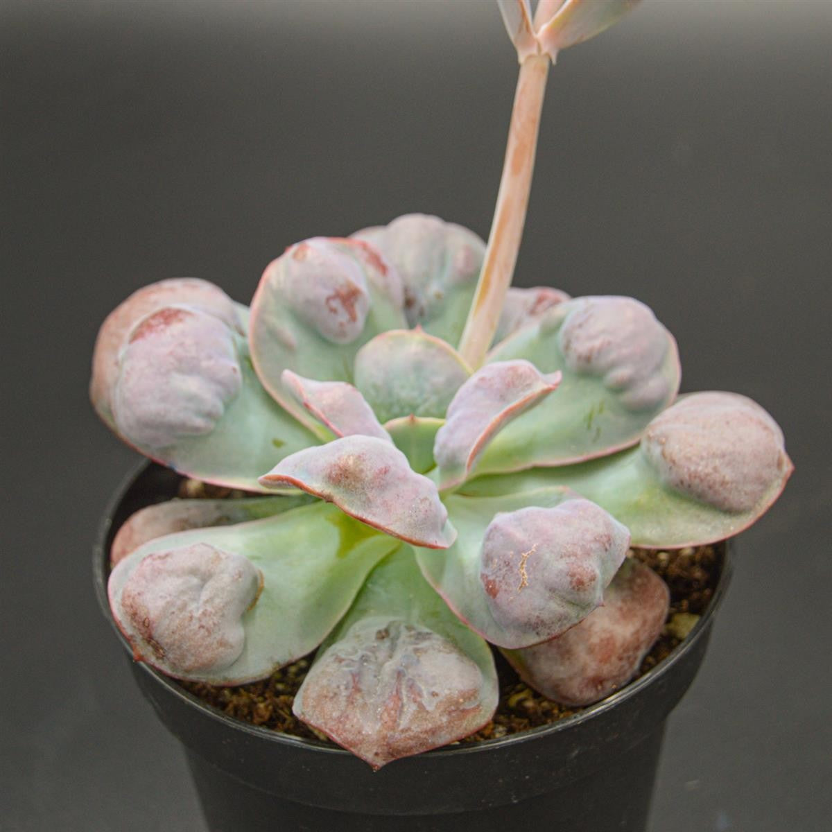 Echeveria Macarron