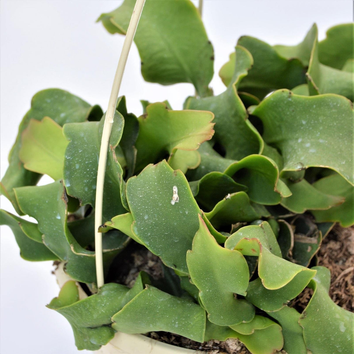 Epiphyllum guatemalense f. monstrosa - 15cm Ampel