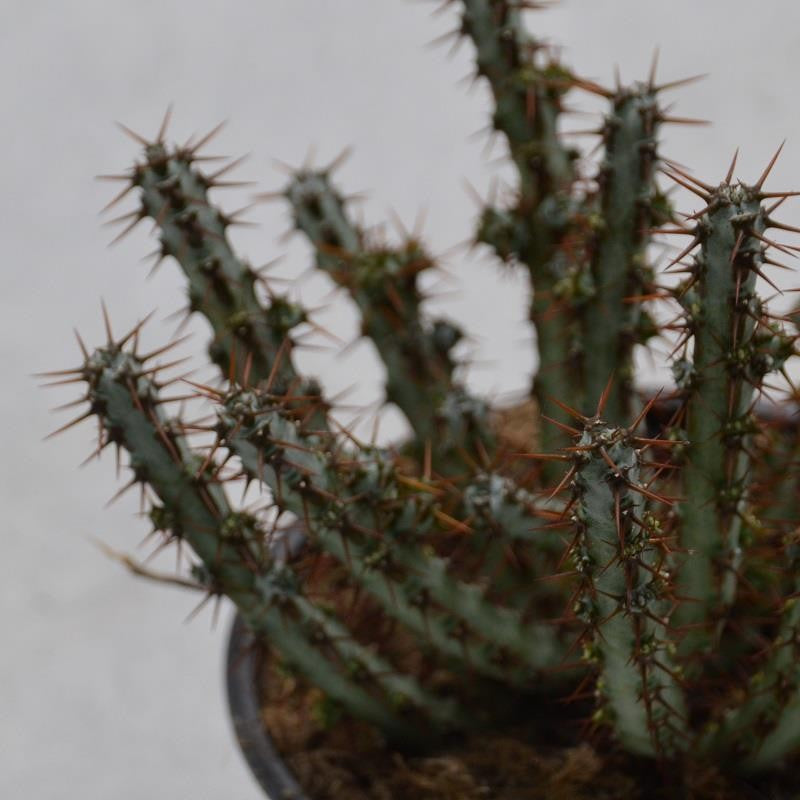 Euphorbia aeruginosa - 13cm