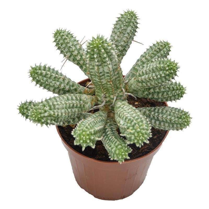 Euphorbia mammillaris f. variegata - 12cm