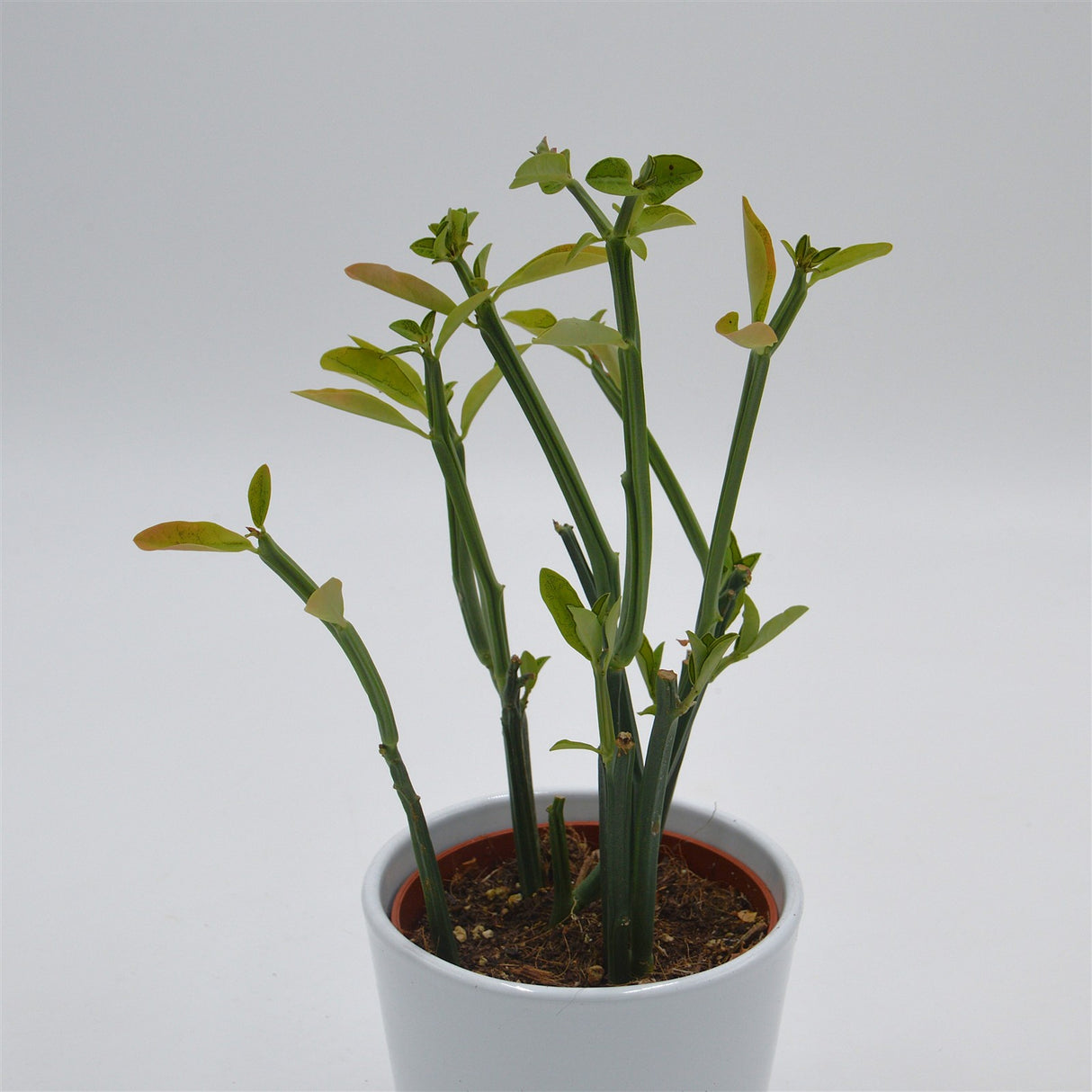 Euphorbia phosphorea - 10,5cm