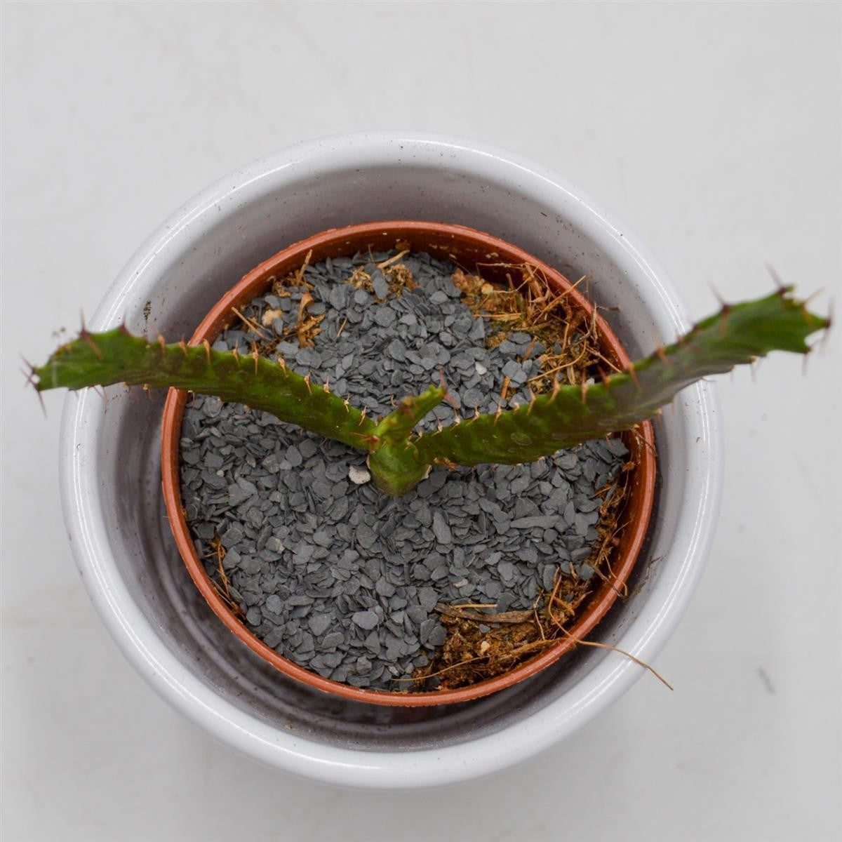 Euphorbia stellata - 5,5cm