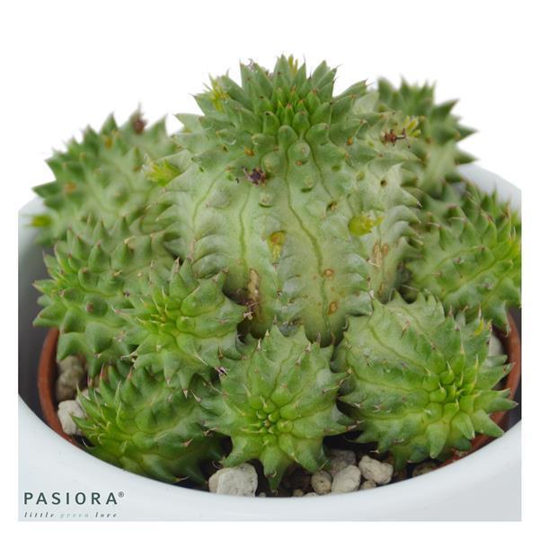 Sukkulenten Selektion, 3 Stück