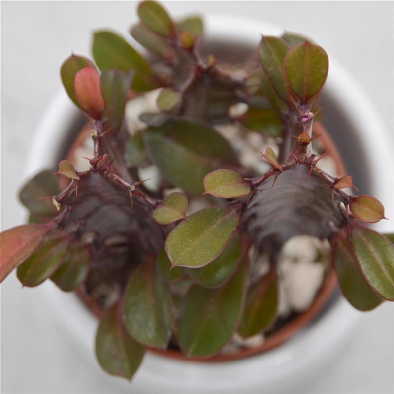 Euphorbia trigona Rubra - 5,5cm