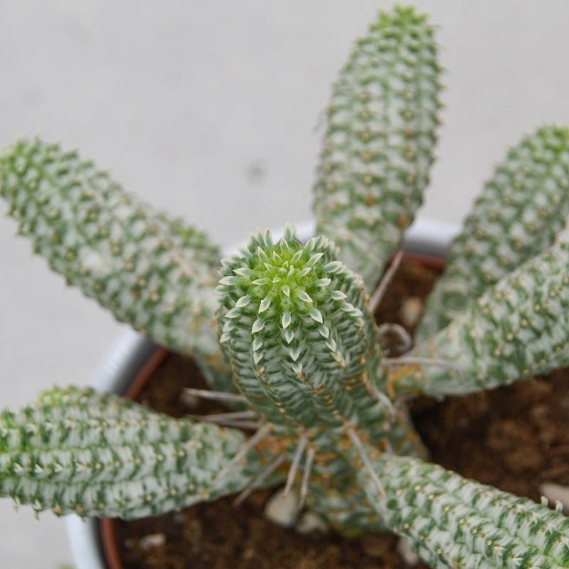 Euphorbia mammillaris f. variegata - 12cm