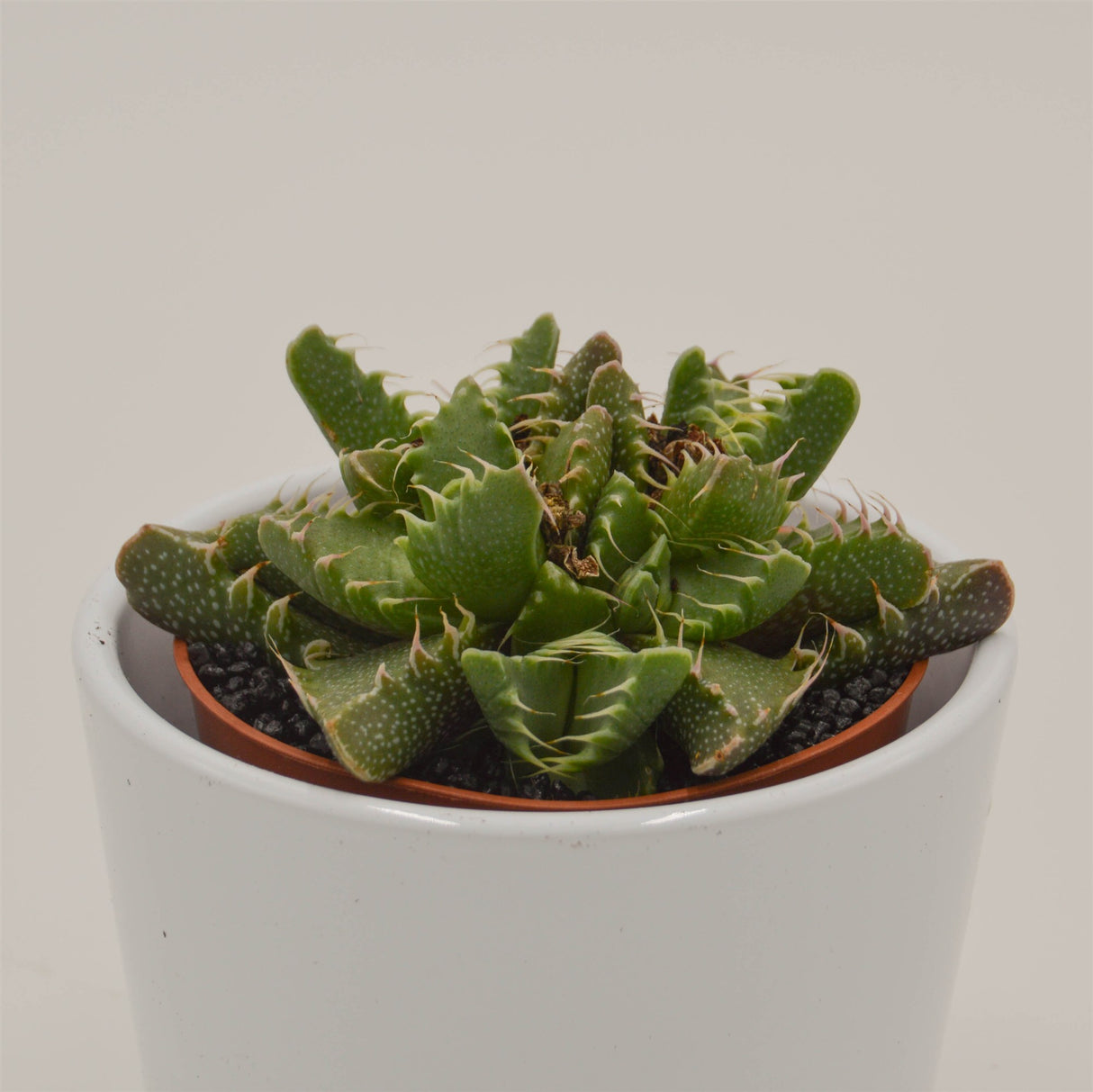 Faucaria Monster - 8,5cm