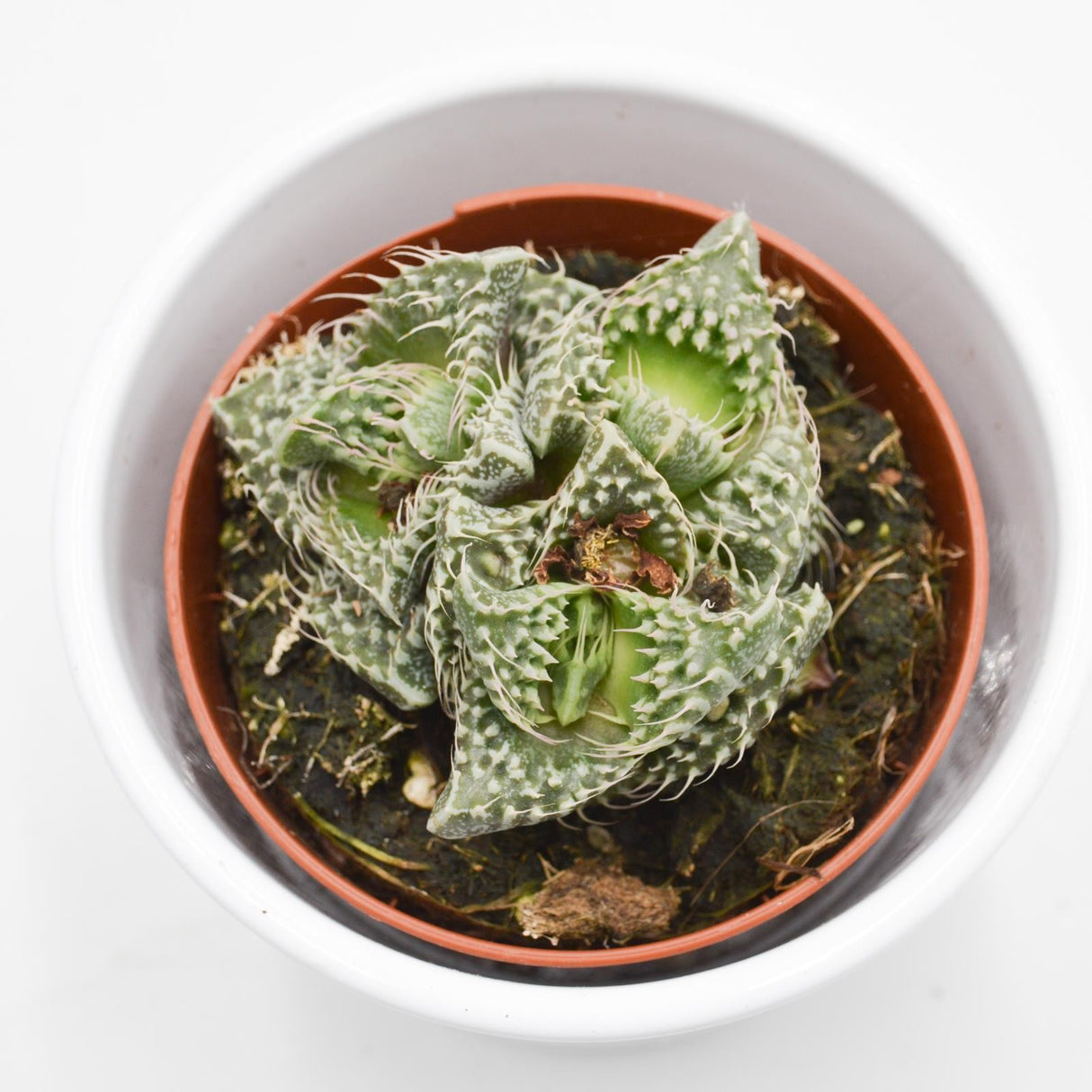 Faucaria Monster - 8,5cm