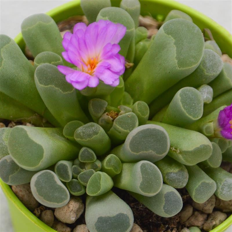 Frithia pulchra - 5,5cm