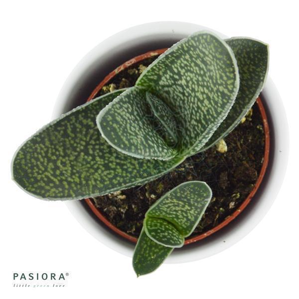 Gasteria Snow Stream - 6cm