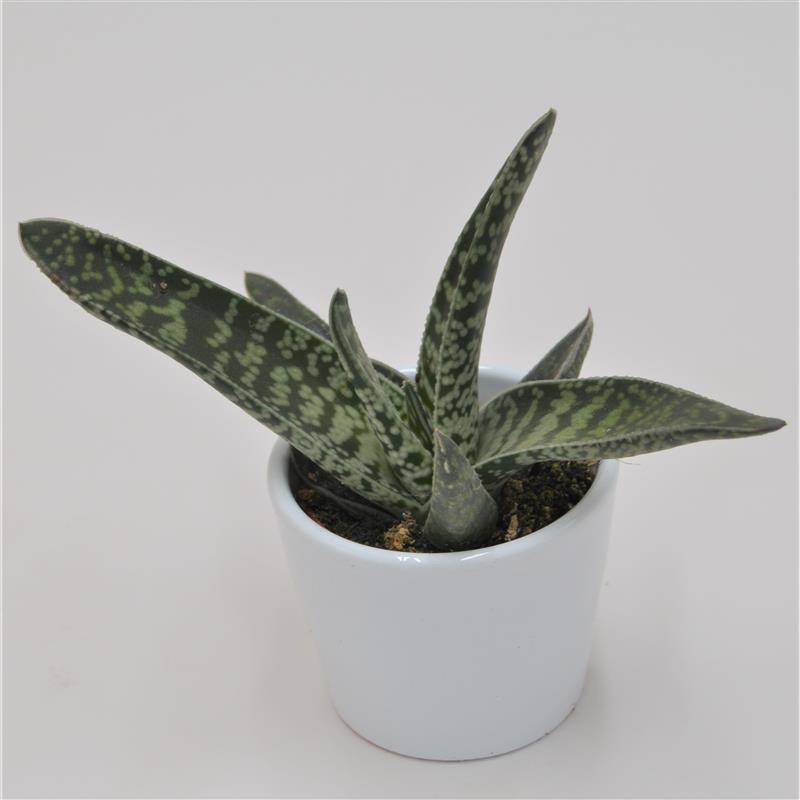 Gasteria Snow Stream - 6cm