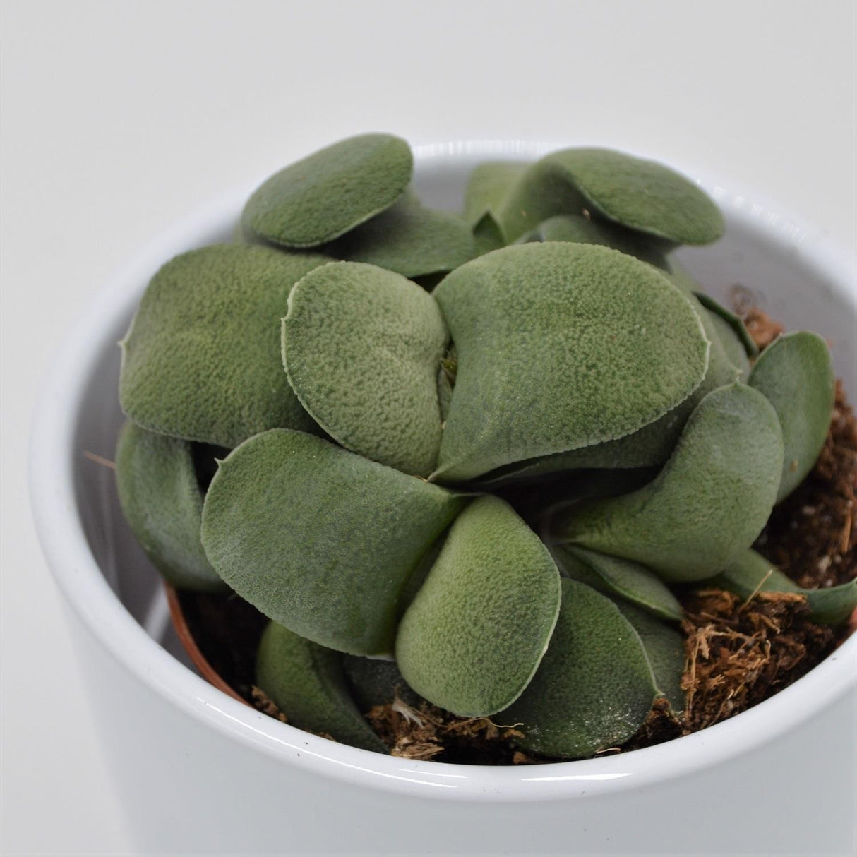 Gasteria spp. - 8,5cm