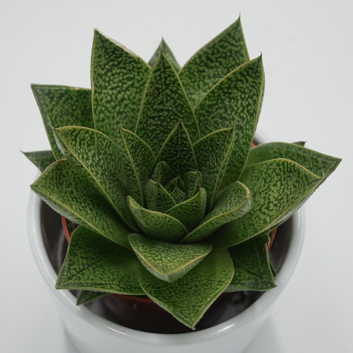 Gasteria Tiga - 8,5cm