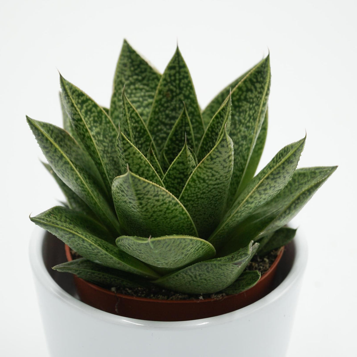 Gasteria Tiga - 8,5cm