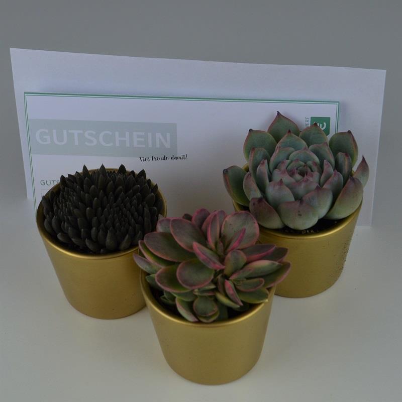 Geschenkset - Sukkulentenliebhaber