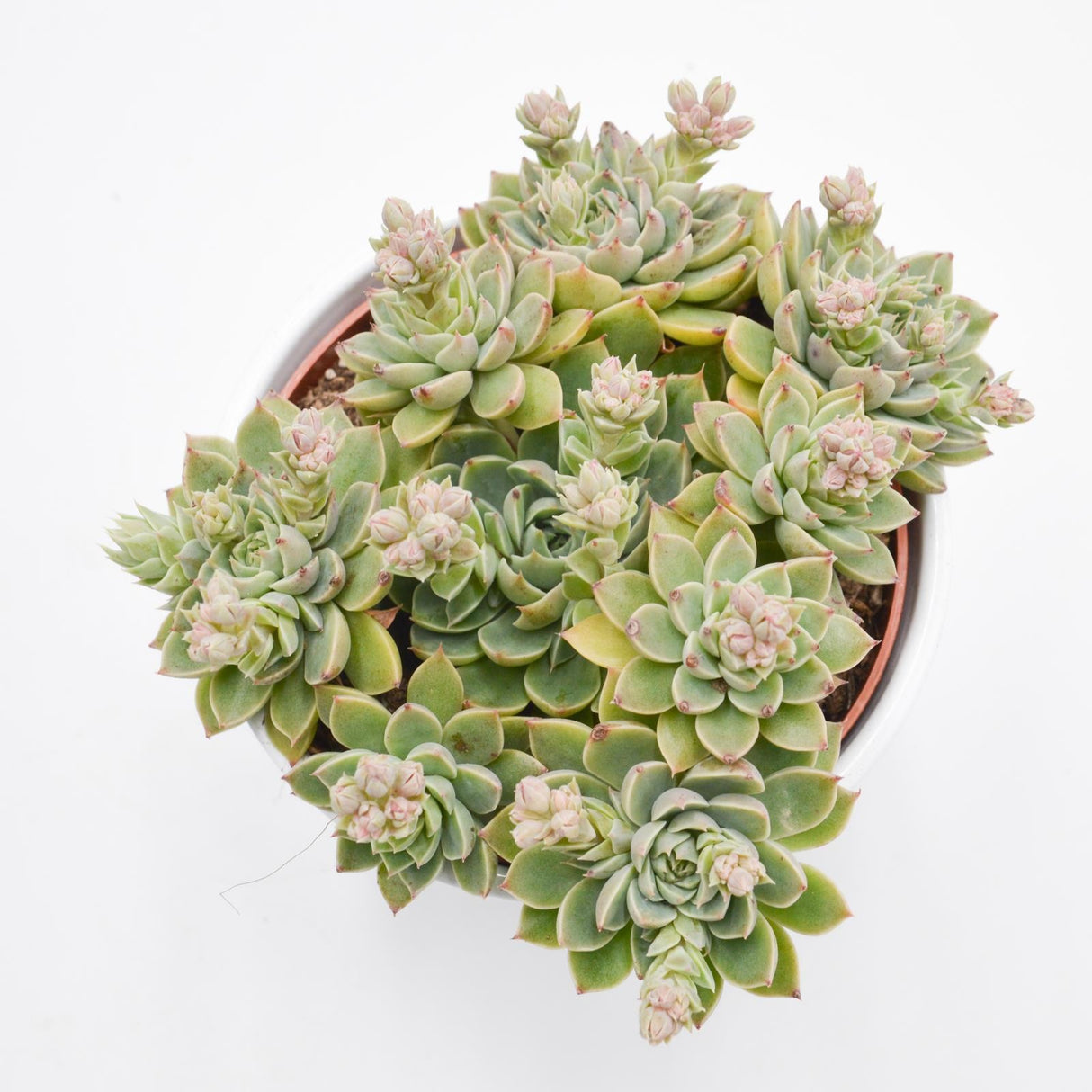 Graptopetalum Altair - 12cm
