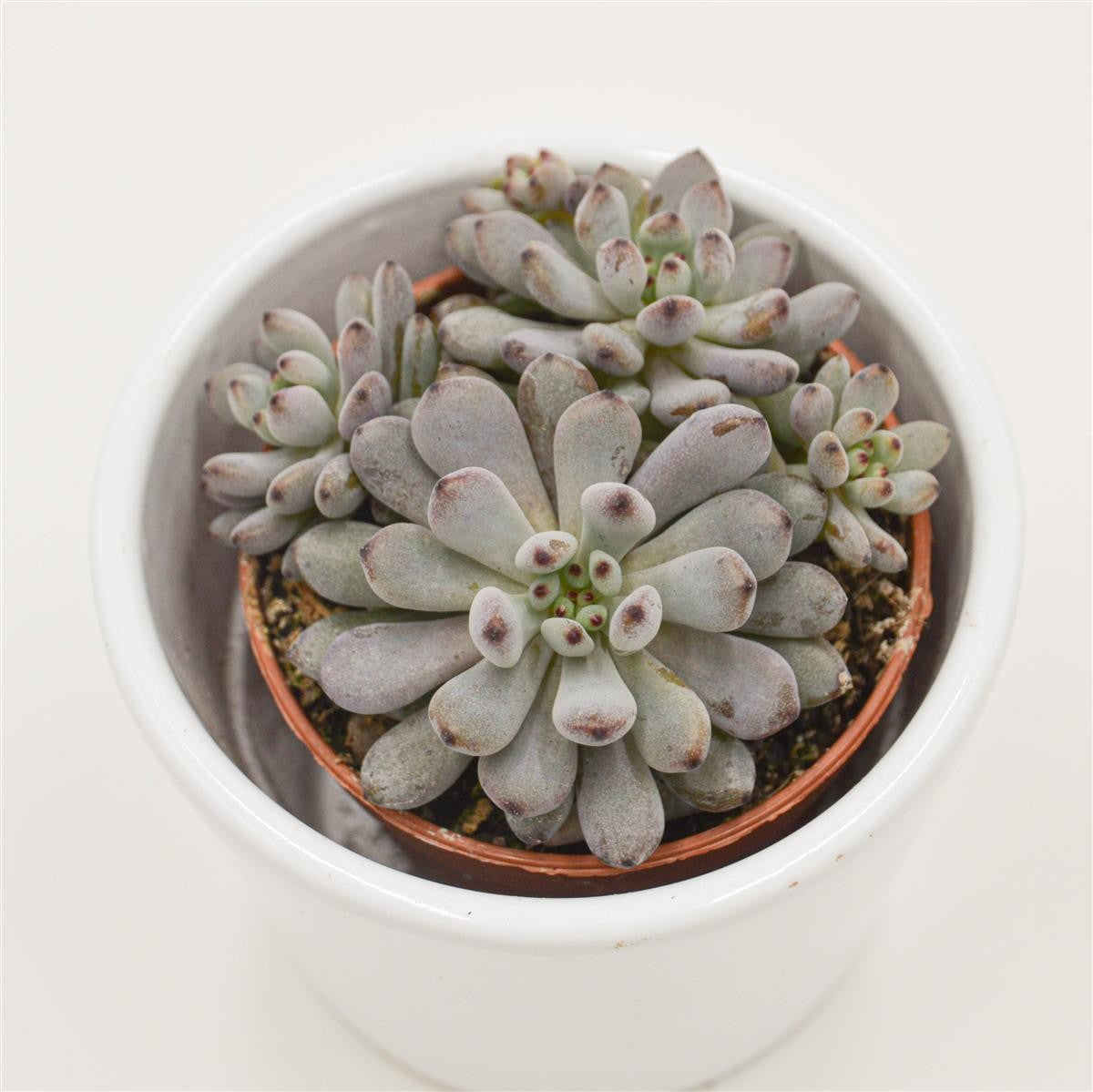 Graptopetalum Blue Beans - 5,5cm