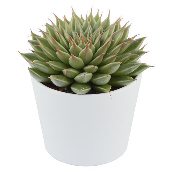 Graptopetalum filiferum - 6cm