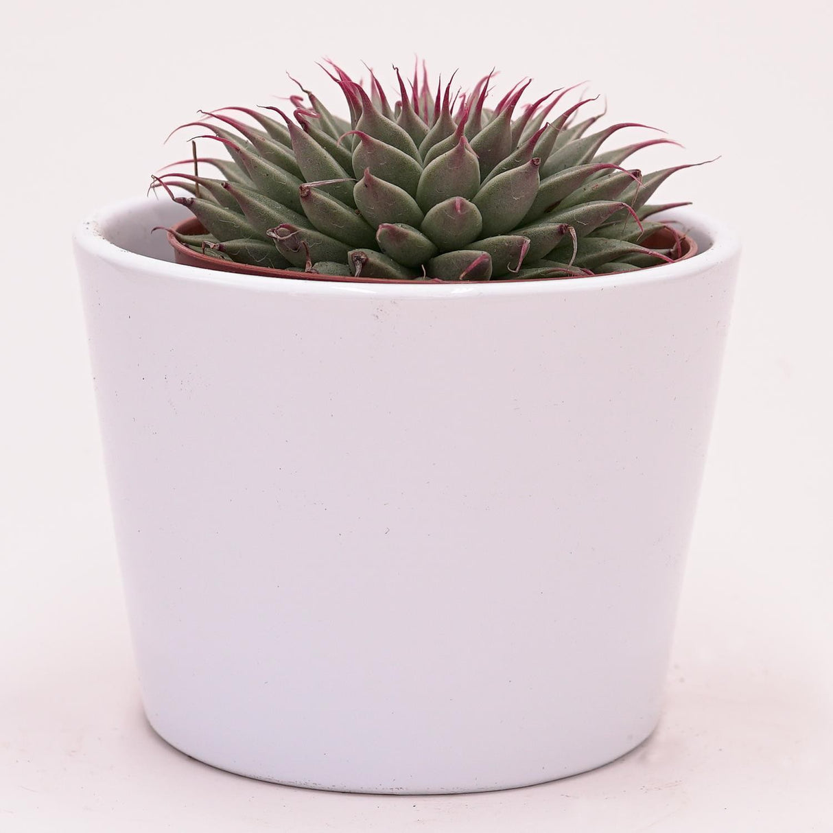 Graptopetalum filiferum - 8,5cm