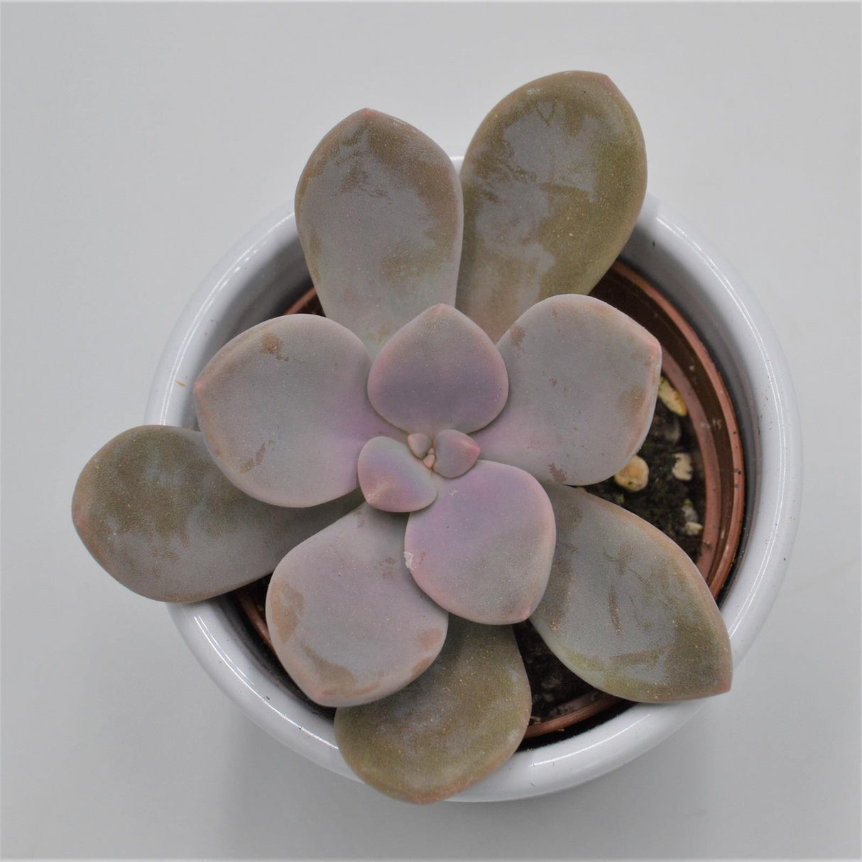 Graptopetalum Murasaki - 6cm