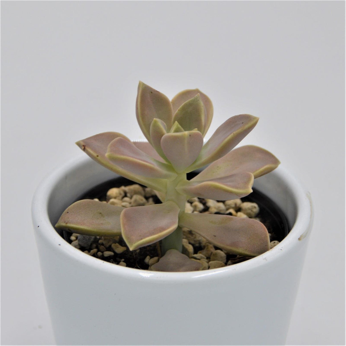 Graptopetalum paraguayense - 6cm