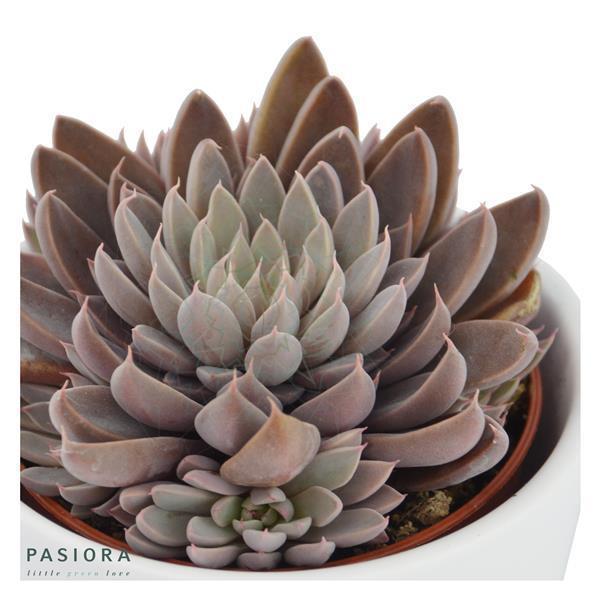 Sukkulenten Selektion, 3 Stück