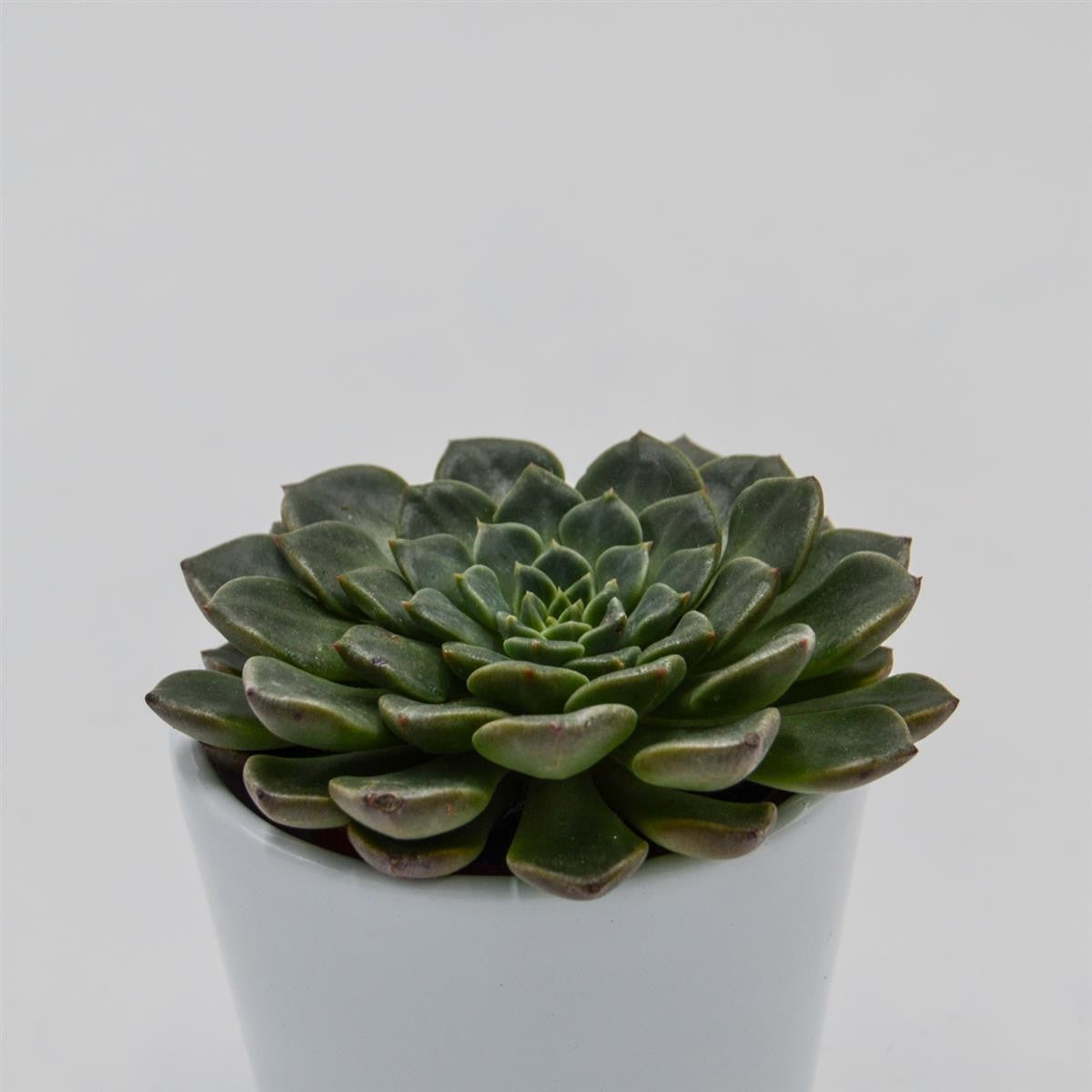 Graptopetalum Vega - 5,5cm