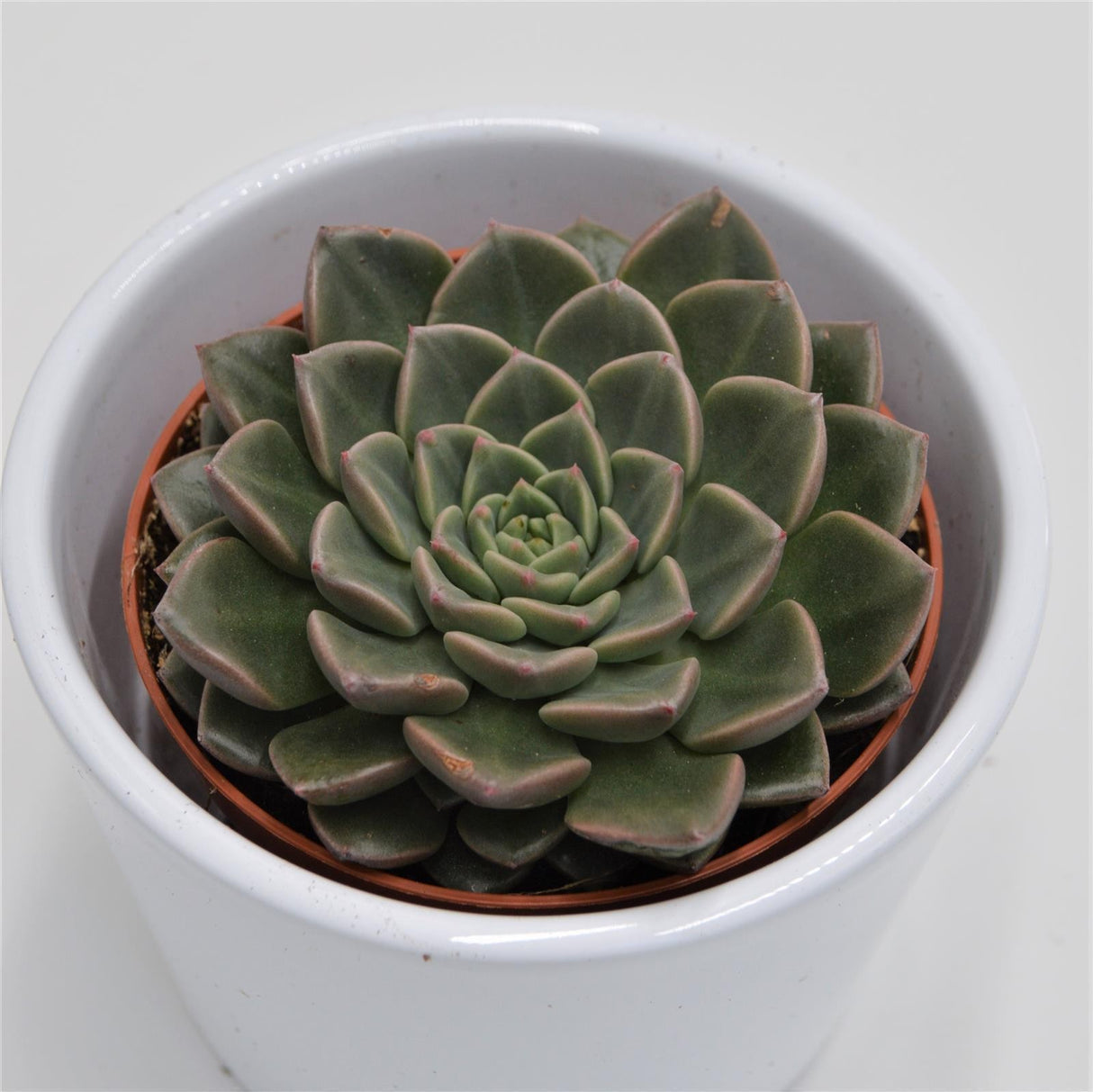 Graptopetalum Vega - 8,5cm