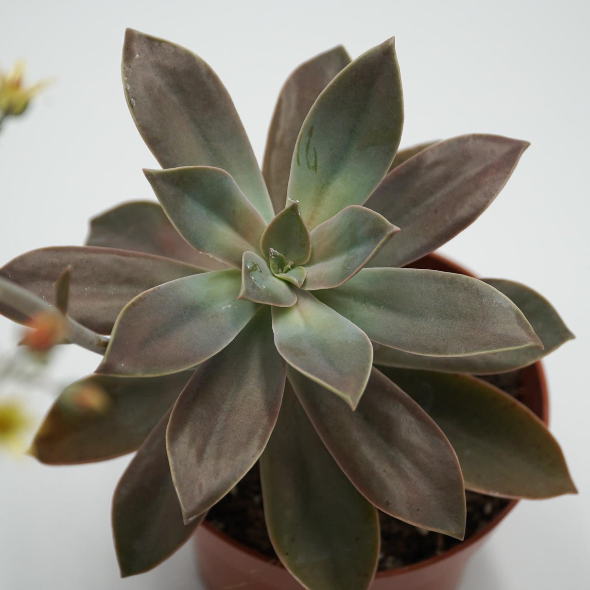 x Graptoveria Fred Ives - 14cm