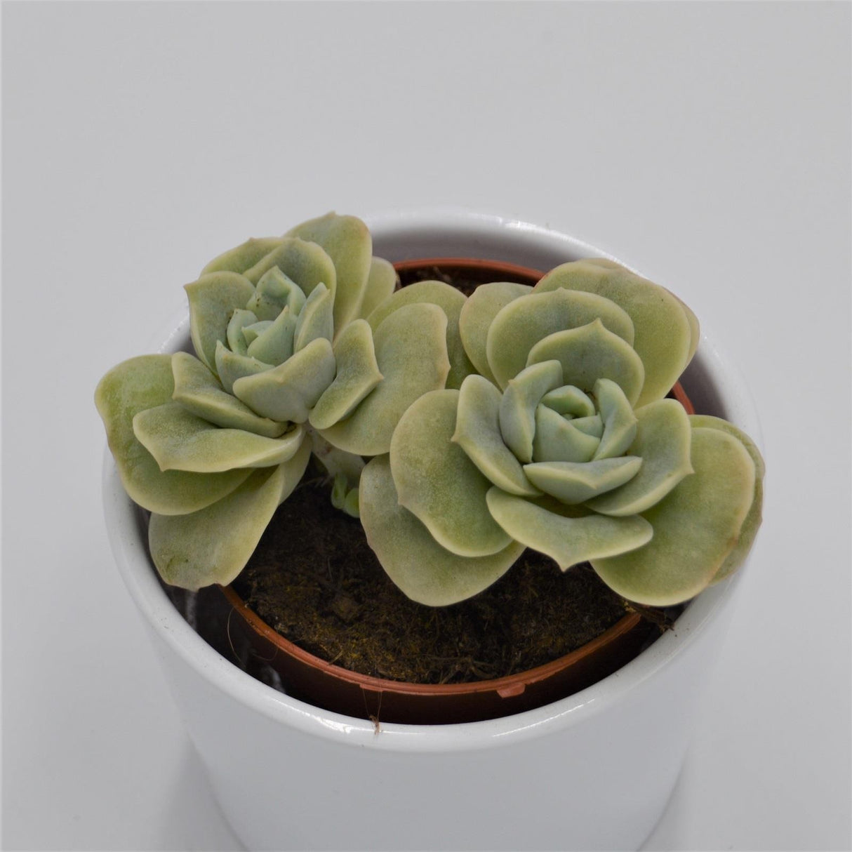 x Graptoveria Lovely Rose - 8,5cm