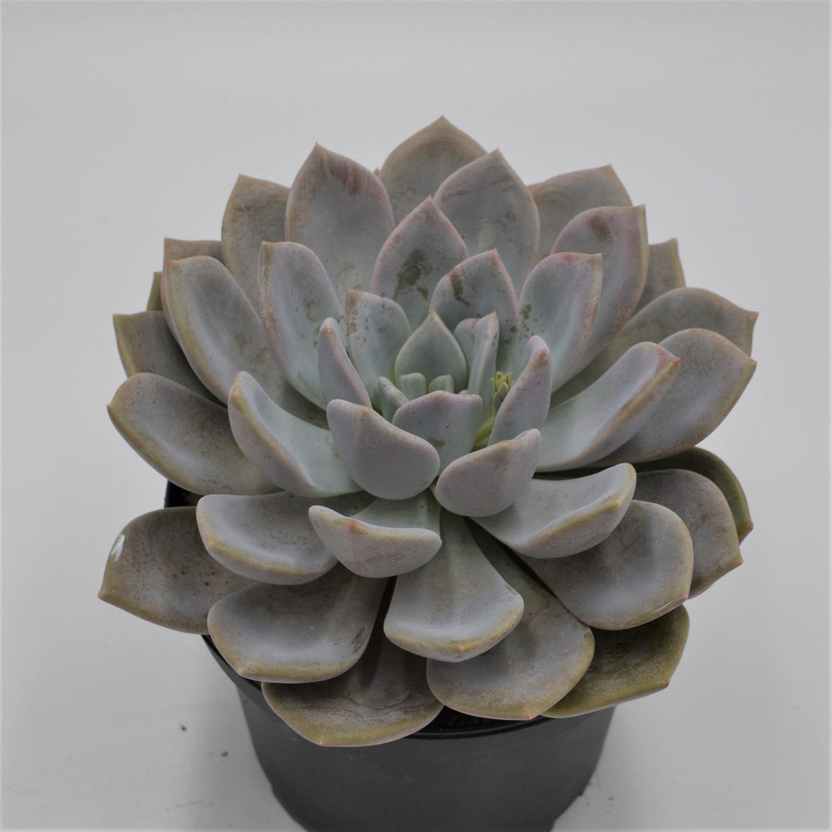 x Graptoveria Opalina - 18cm