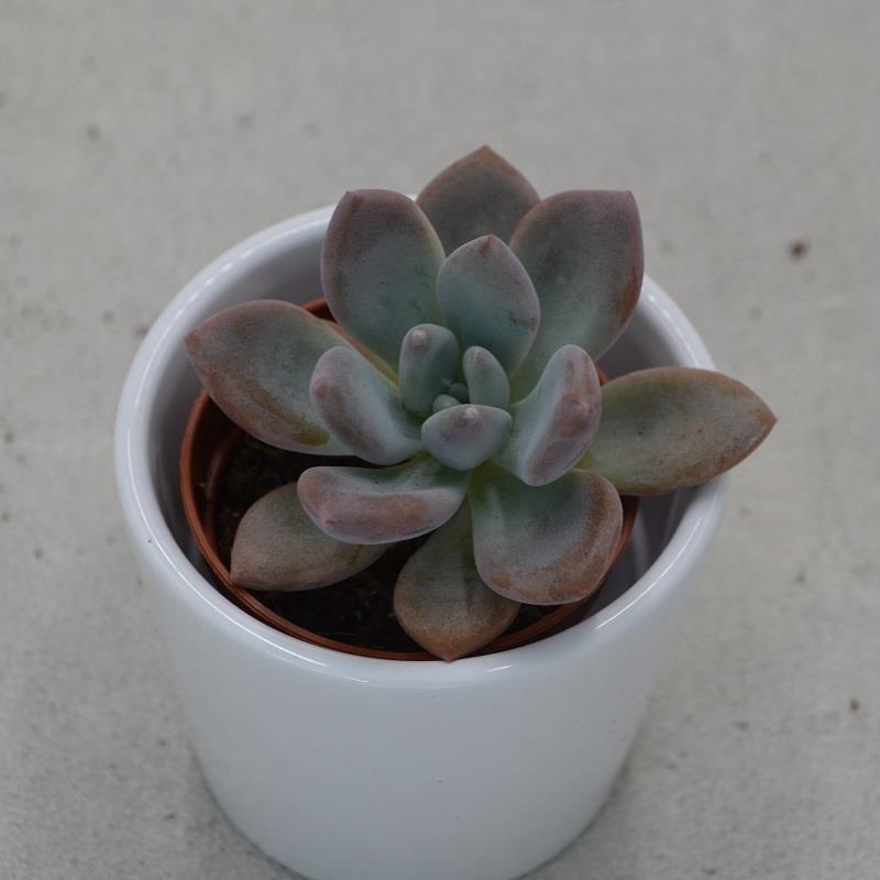 x Graptoveria Opalina - 5,5cm