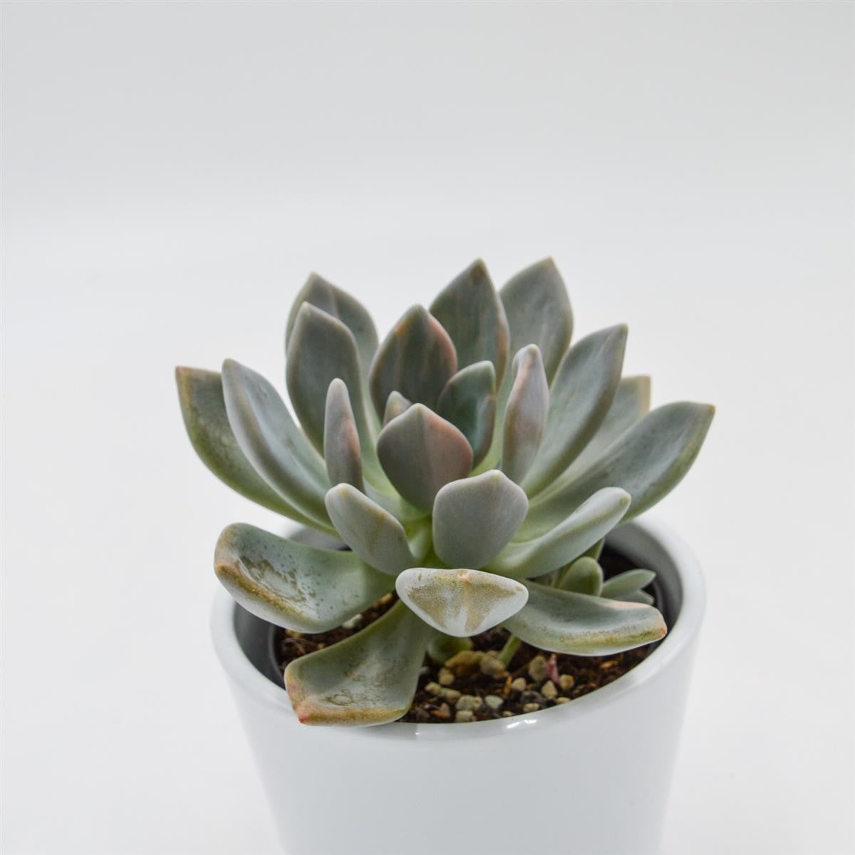 x Graptoveria pachyphytoides f. variegata - 9cm