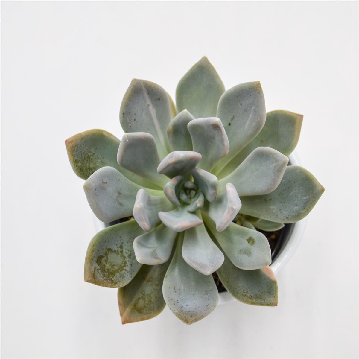 x Graptoveria pachyphytoides  f. variegata - 9cm