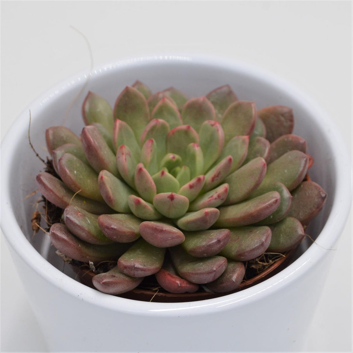 x Graptoveria Pink Ruby - 8,5cm