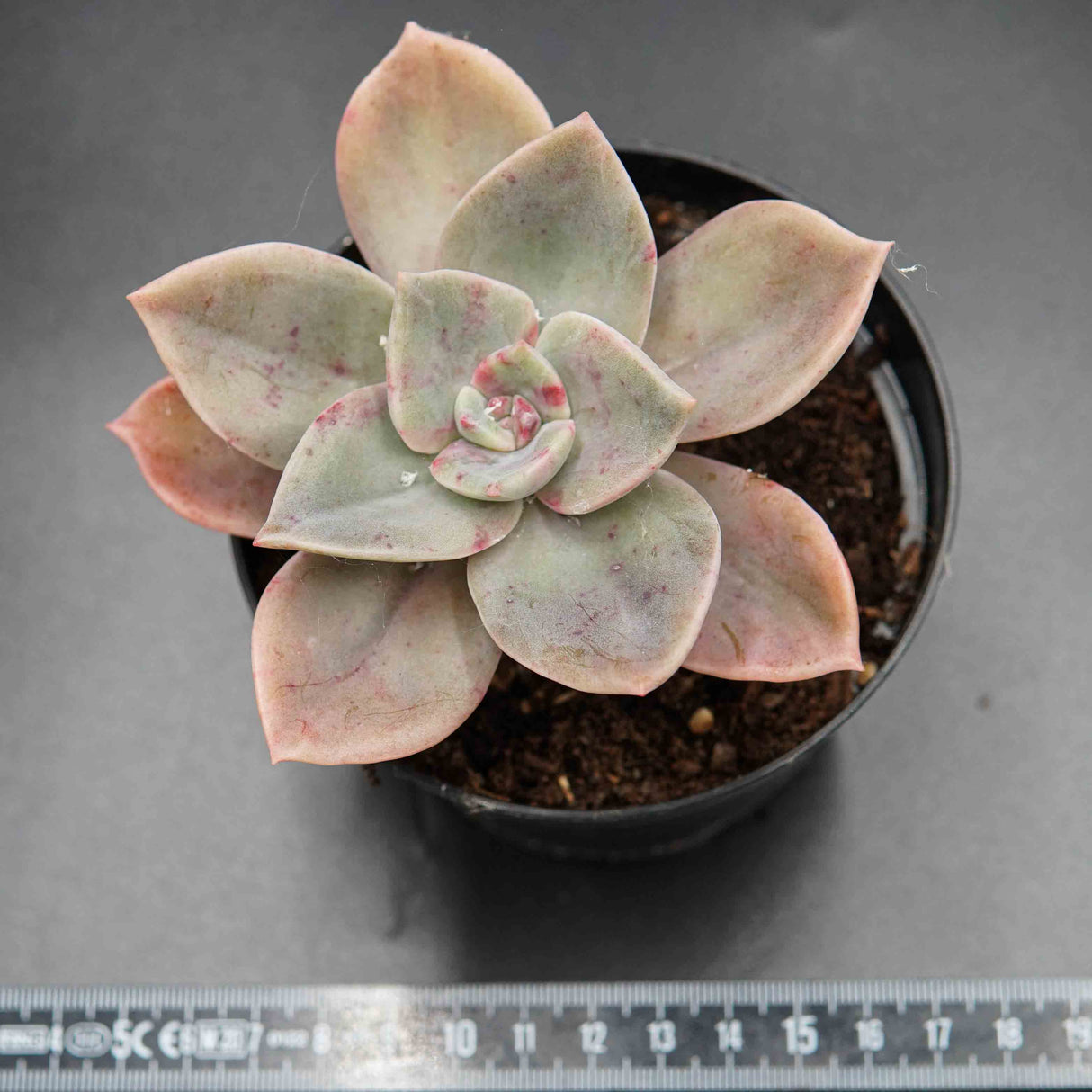 Graptoveria Purple Deight