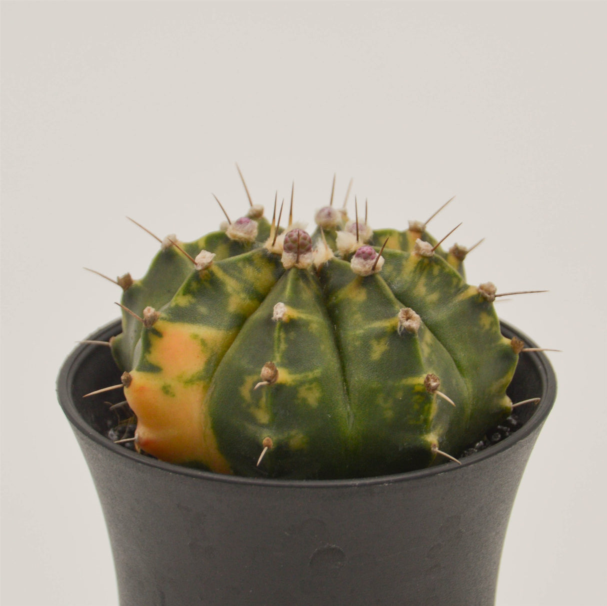 Gymnocalycium mihanovichii f. variegata - 8cm