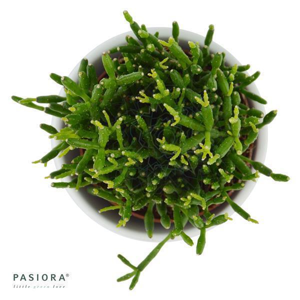 Hatiora bambusoides - 6cm